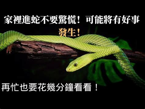 看到蛇代表什麼預兆|看到蛇代表什麼預兆？動物行為學專家告訴你